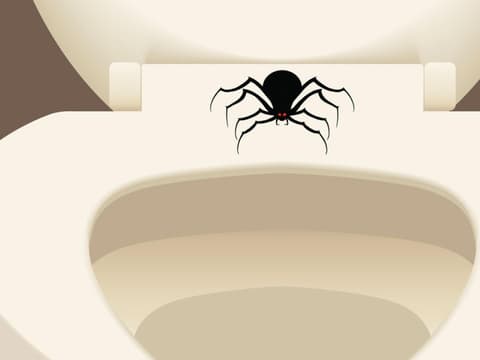 Spinne-im-Klo-runterspülen-Aufmacher-quer