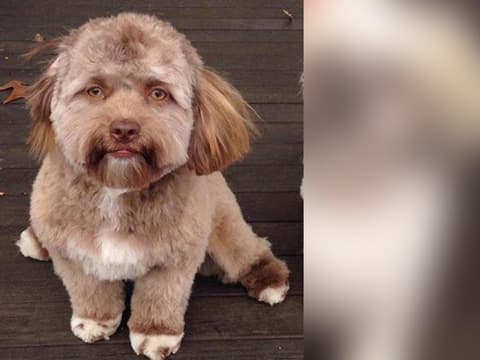 yogi-hund-quer yogi-hund-quer