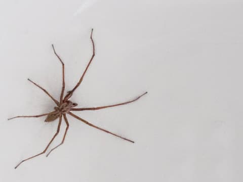 hauswinkelspinne-quer