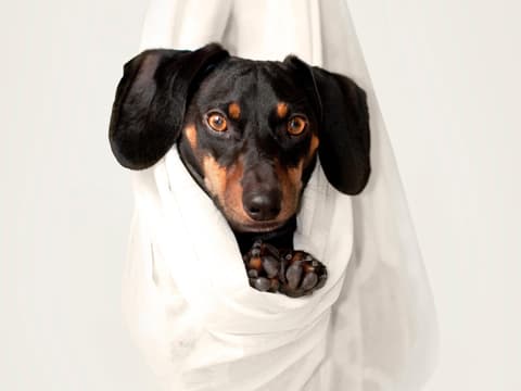instagram-hunde-zum-folgen