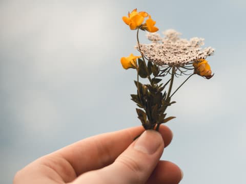 kennst-du-deine-geburtsblume-quer kennst-du-deine-geburtsblume-quer