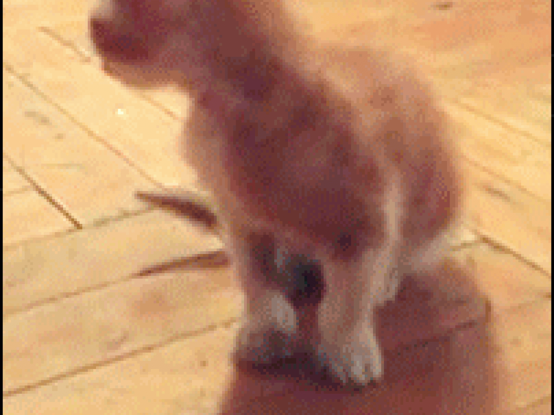 Katze wäre gerne Osterhase Katze wäre gerne Osterhase