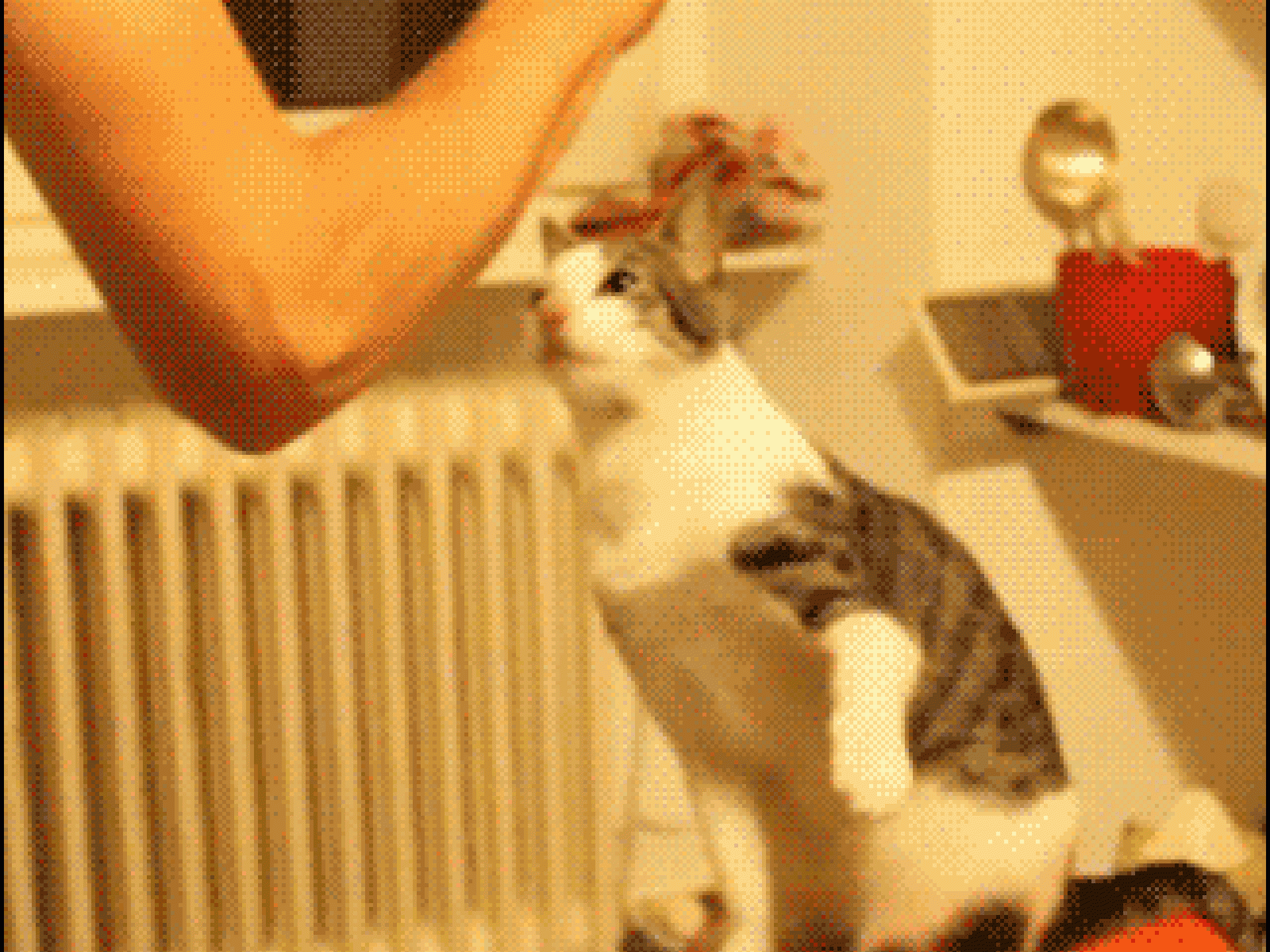 Die coolste Katze der Welt