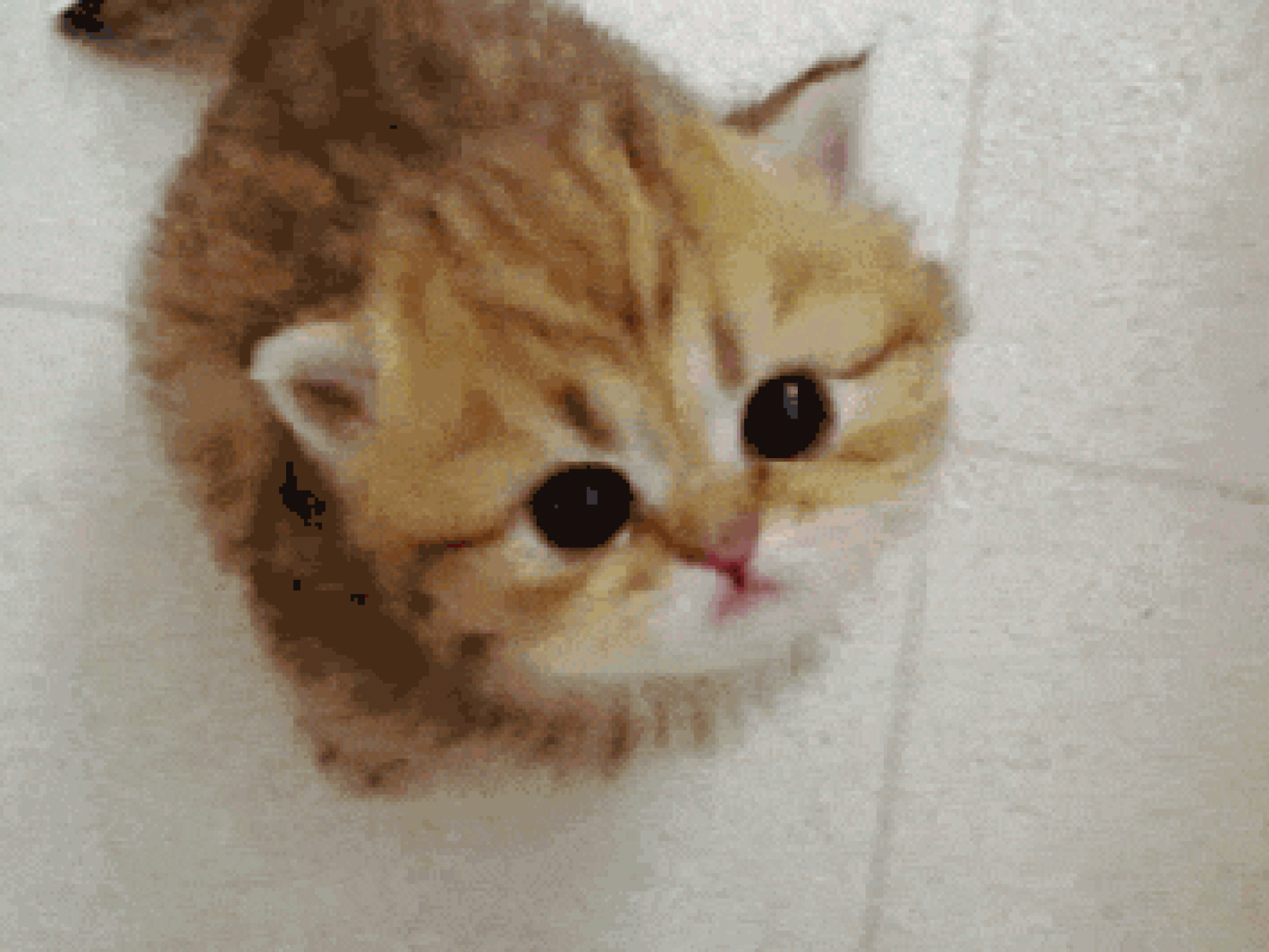 Supersüße Katze Supersüße Katze