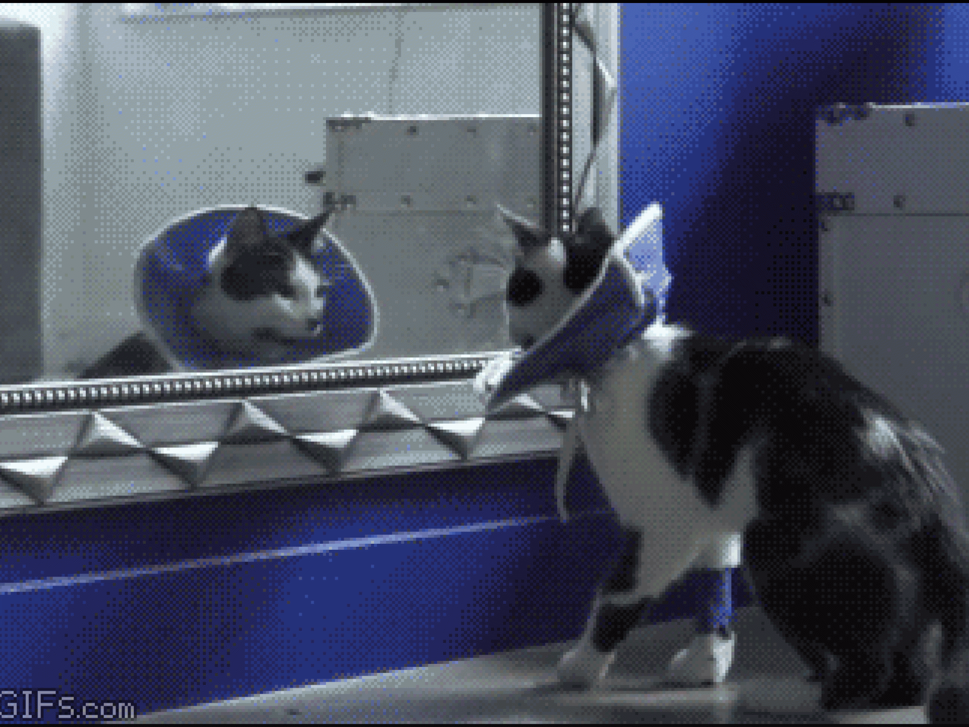 Katze erschrickt vor sich selber Katze erschrickt vor sich selber