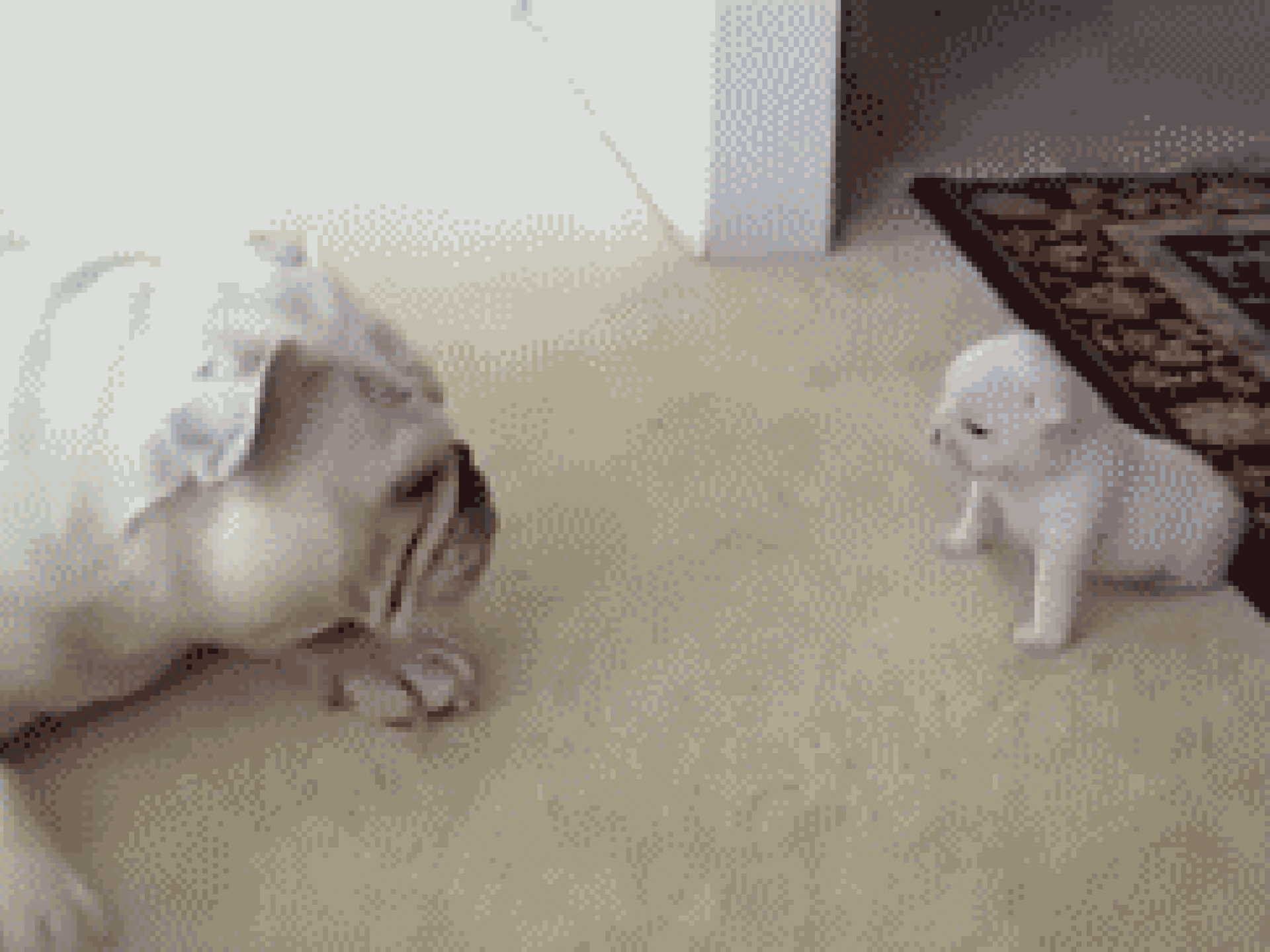 Welpe nähert sich großem Hund