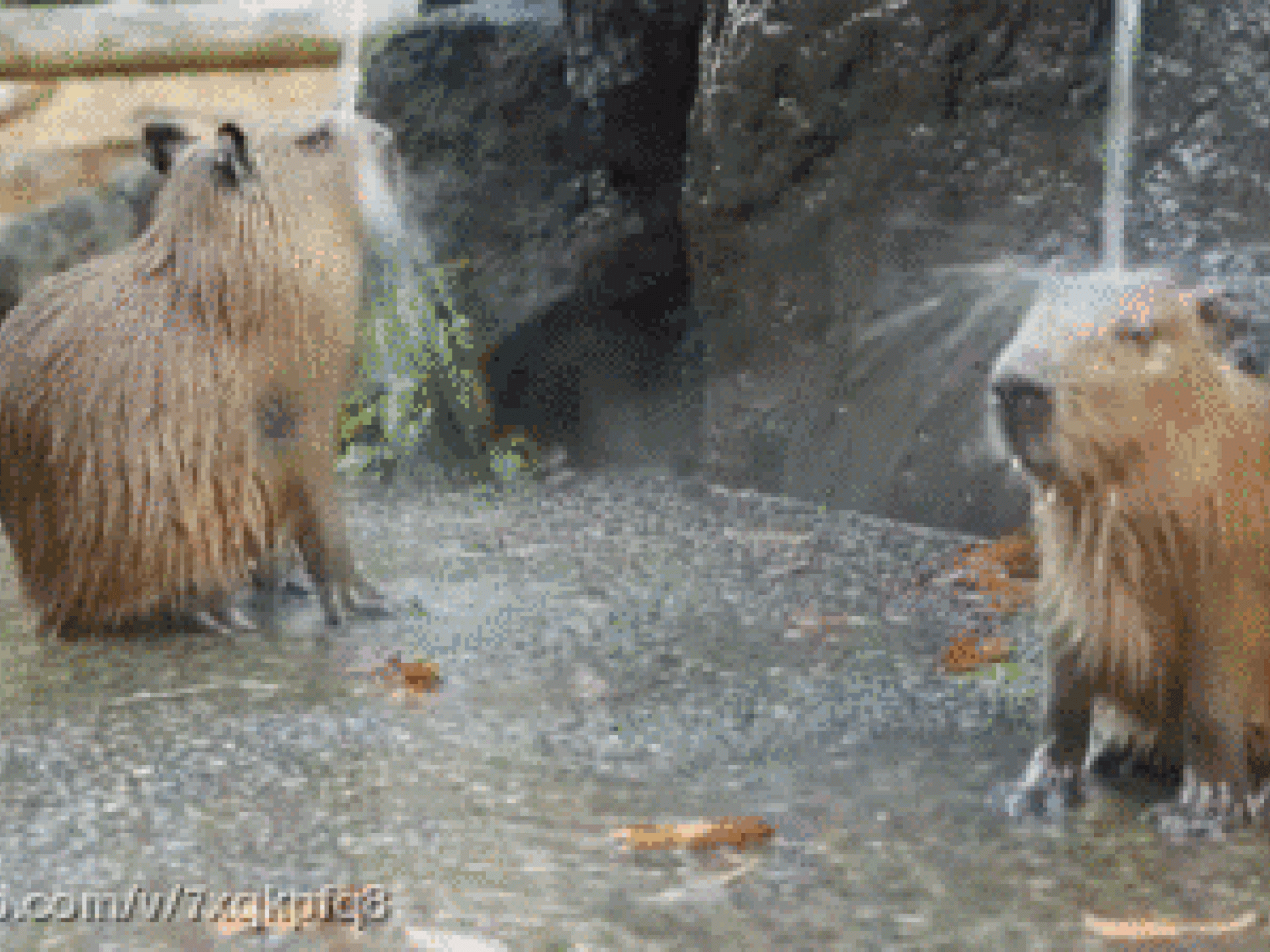 I'm singing in the rain...