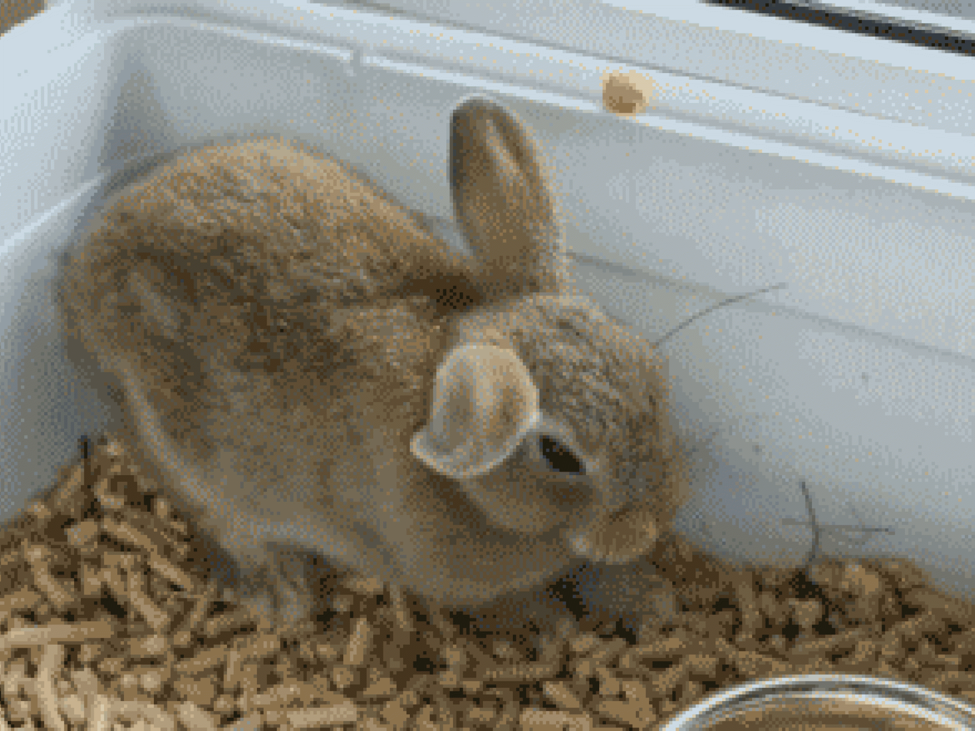 Kaninchen will Filmstar werden Kaninchen will Filmstar werden