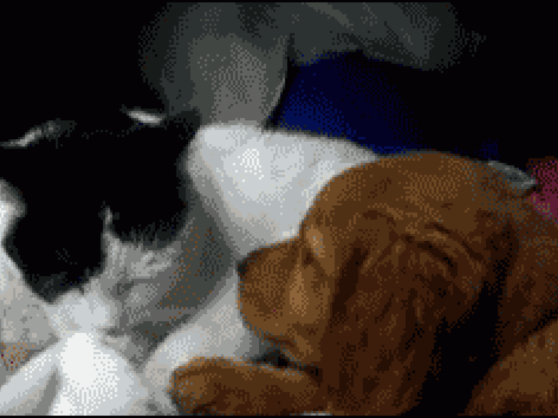 Katze und Hund verliebt Katze und Hund verliebt