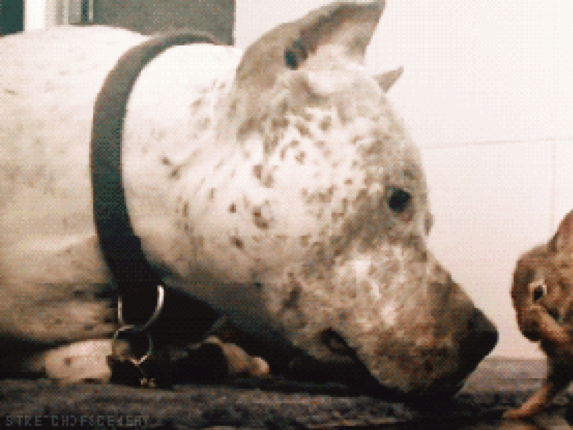 Mutigster Hase der Welt