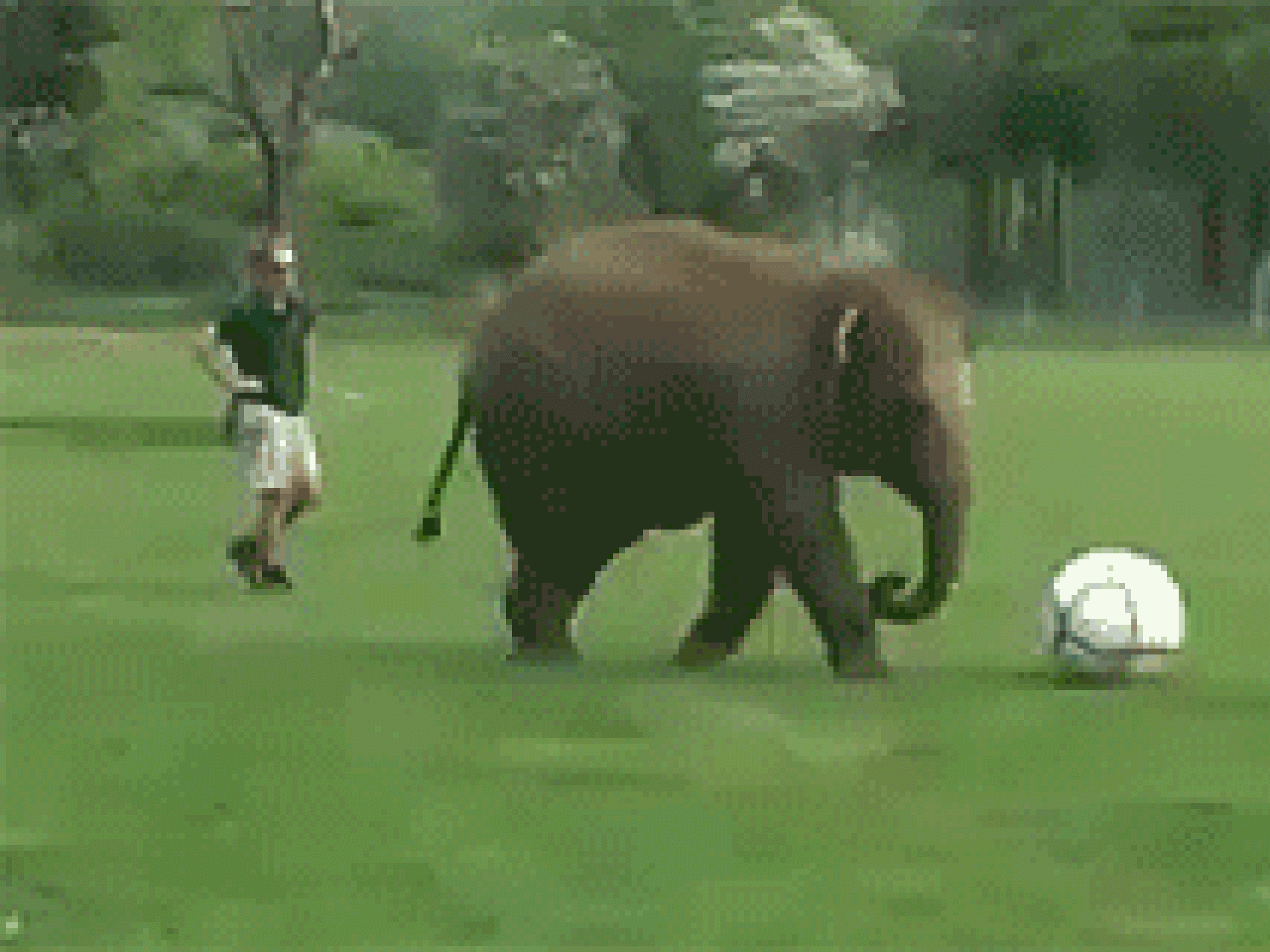 Elefant hat keine Lust auf Fußball