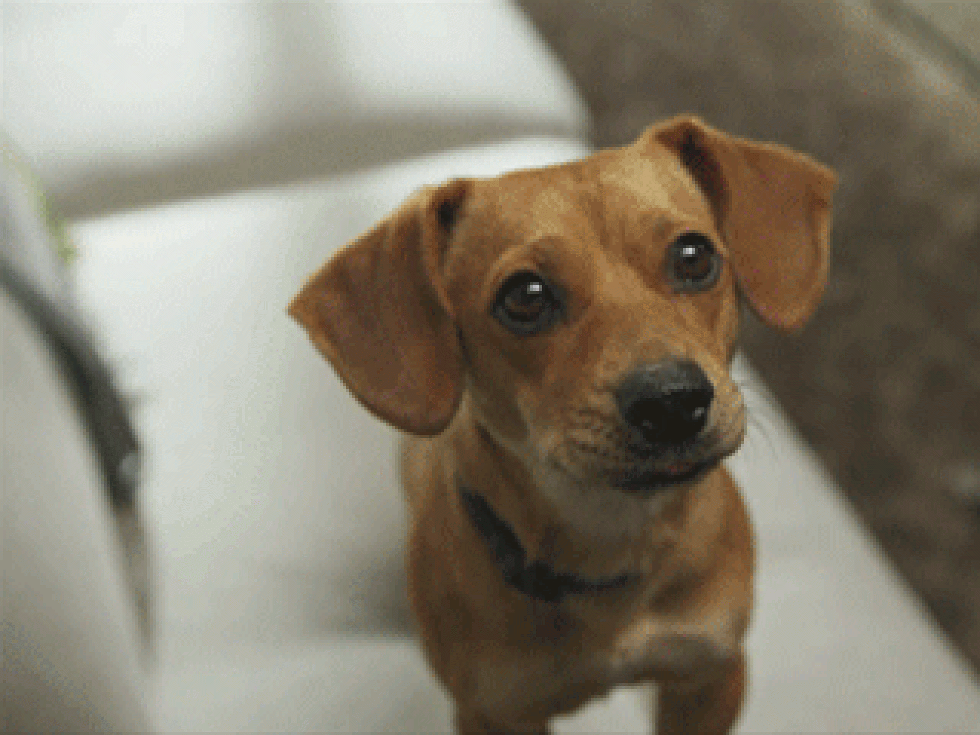 Gib dem Hund nie was vom Tisch