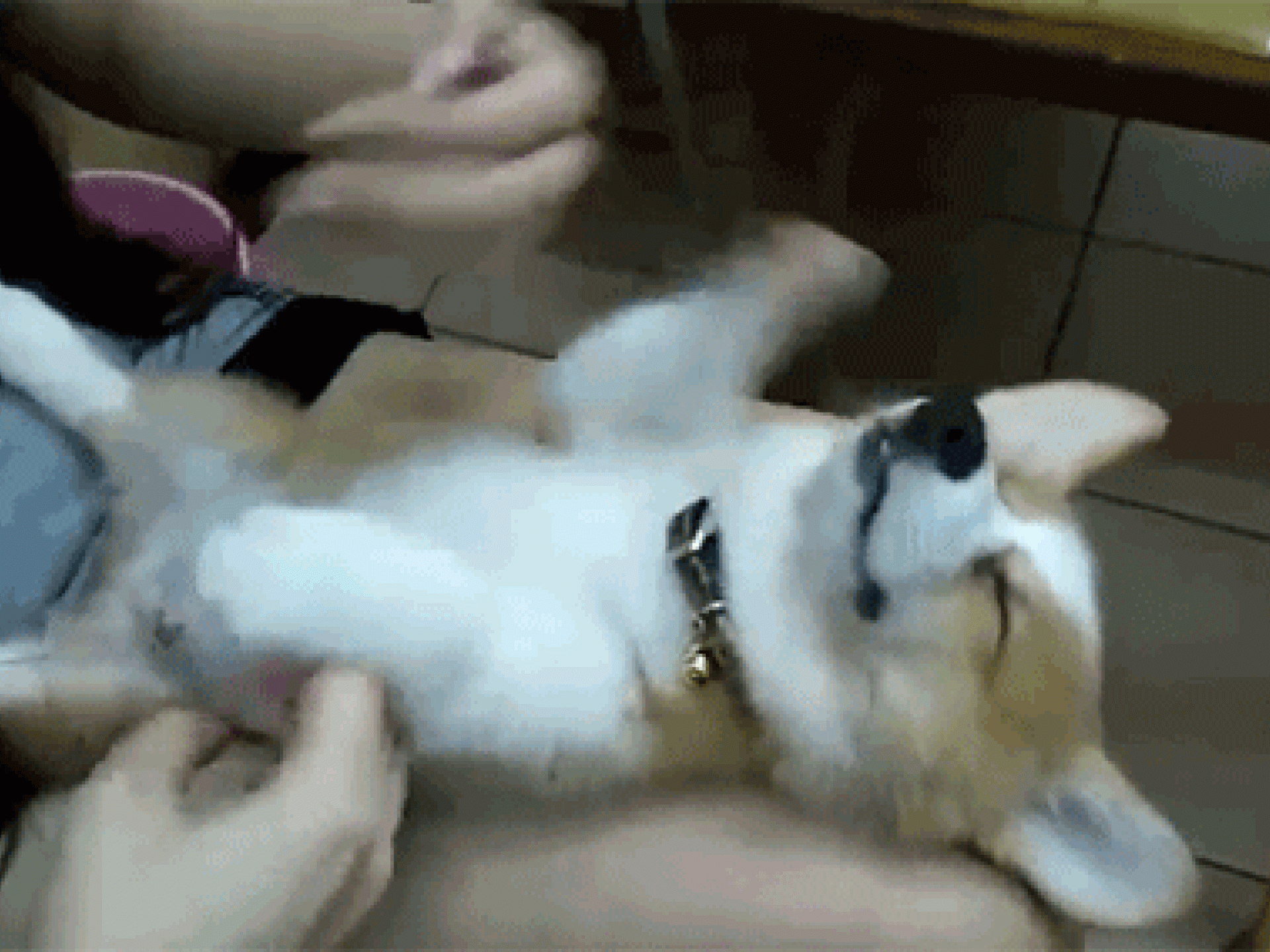 Du darfst deinen Hund nicht stressen