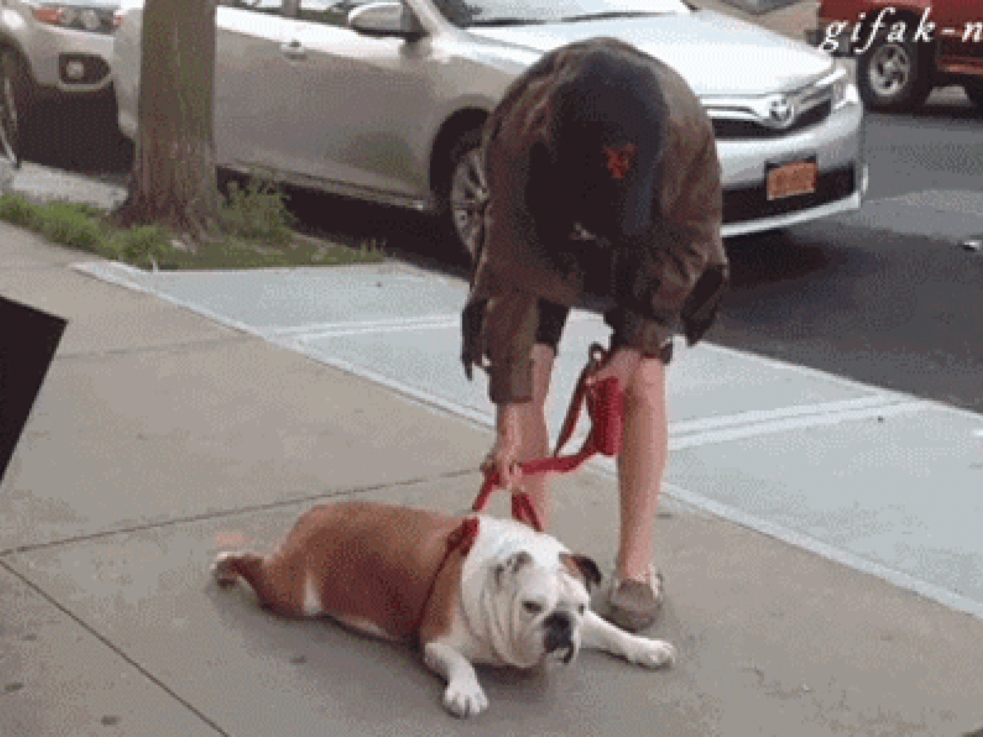 Du darfst deinen Hund nicht hetzen