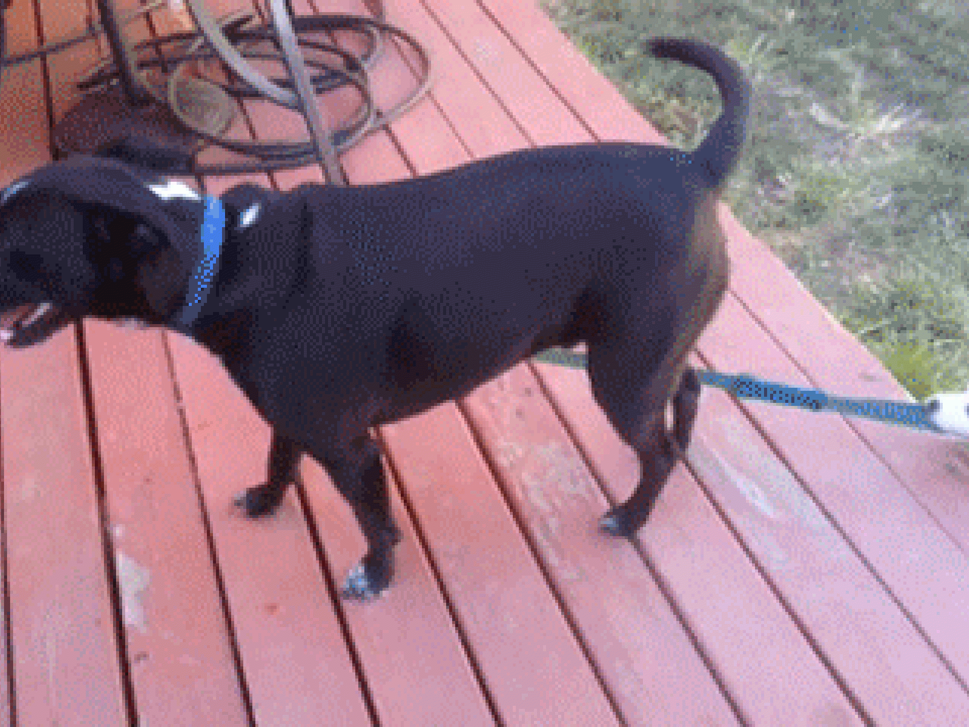 Halte die Leine nicht zu straff Halte die Leine nicht zu straff