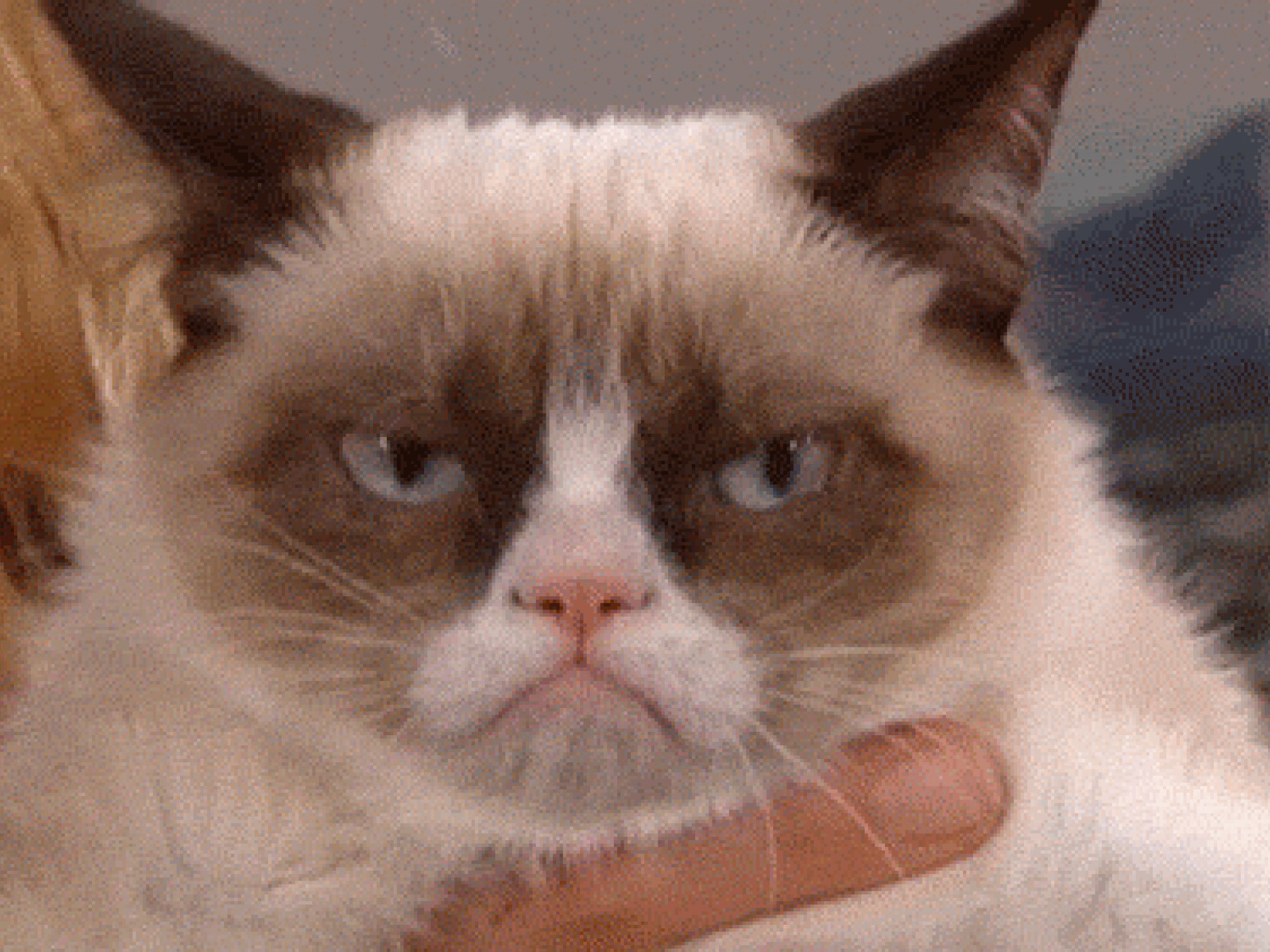 Grumpy Cat Grumpy Cat