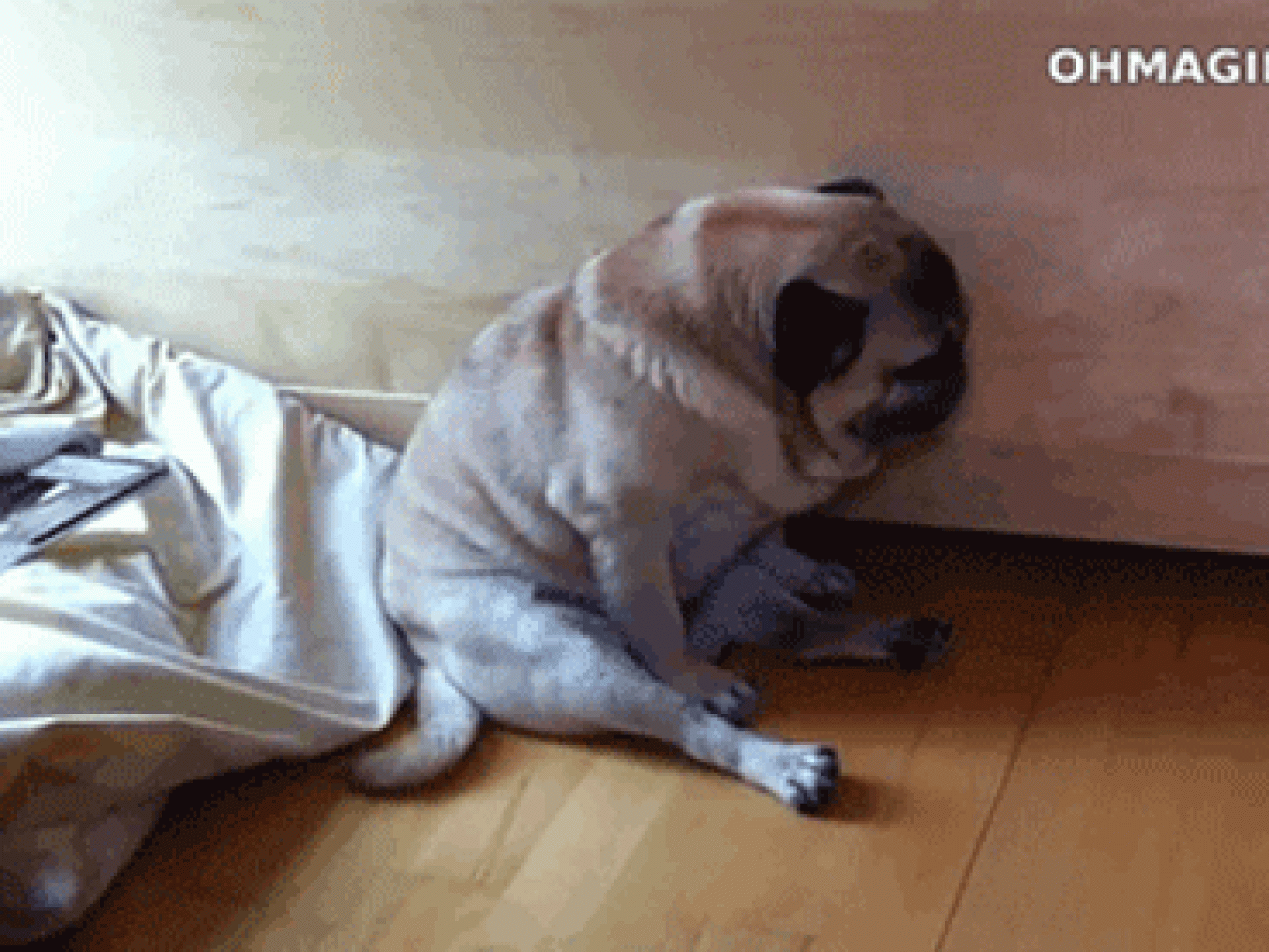 Dein Hund sollte sich nicht langweilen Dein Hund sollte sich nicht langweilen