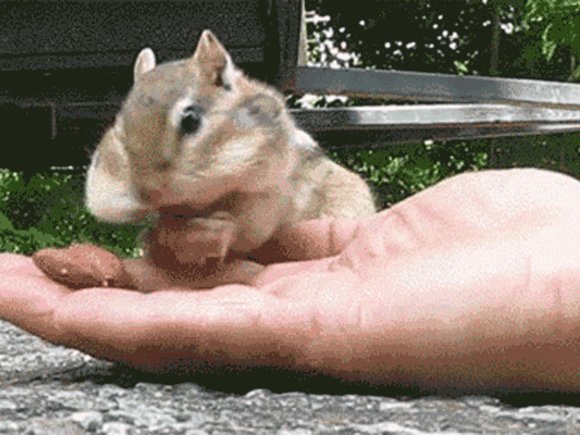 Haselnüsse der Welt für Nutella