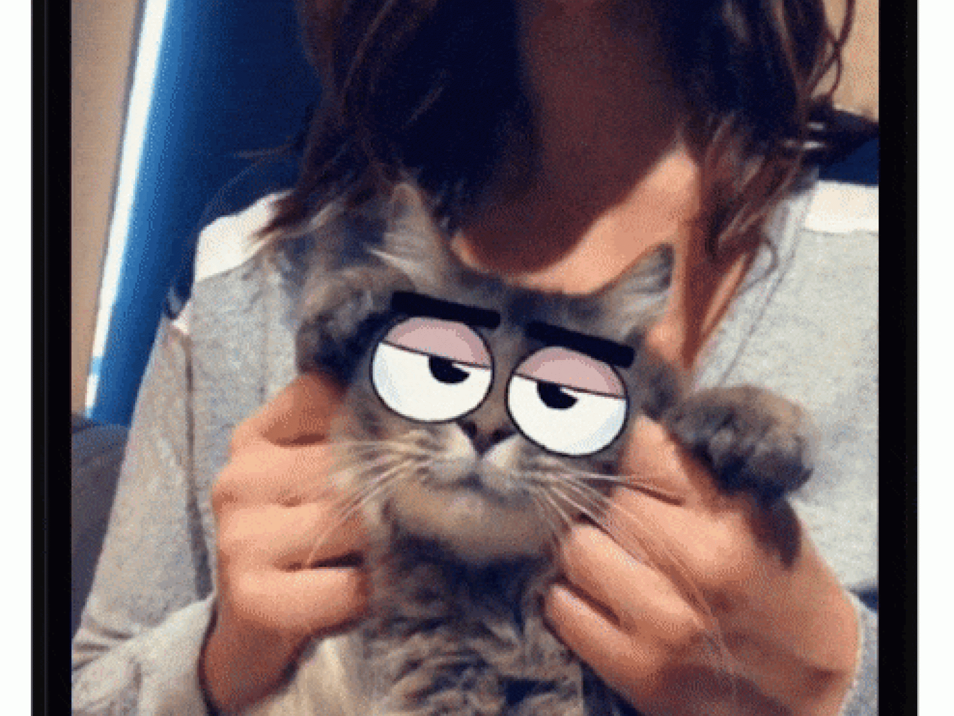 Cat Lenses2 Cat Lenses2