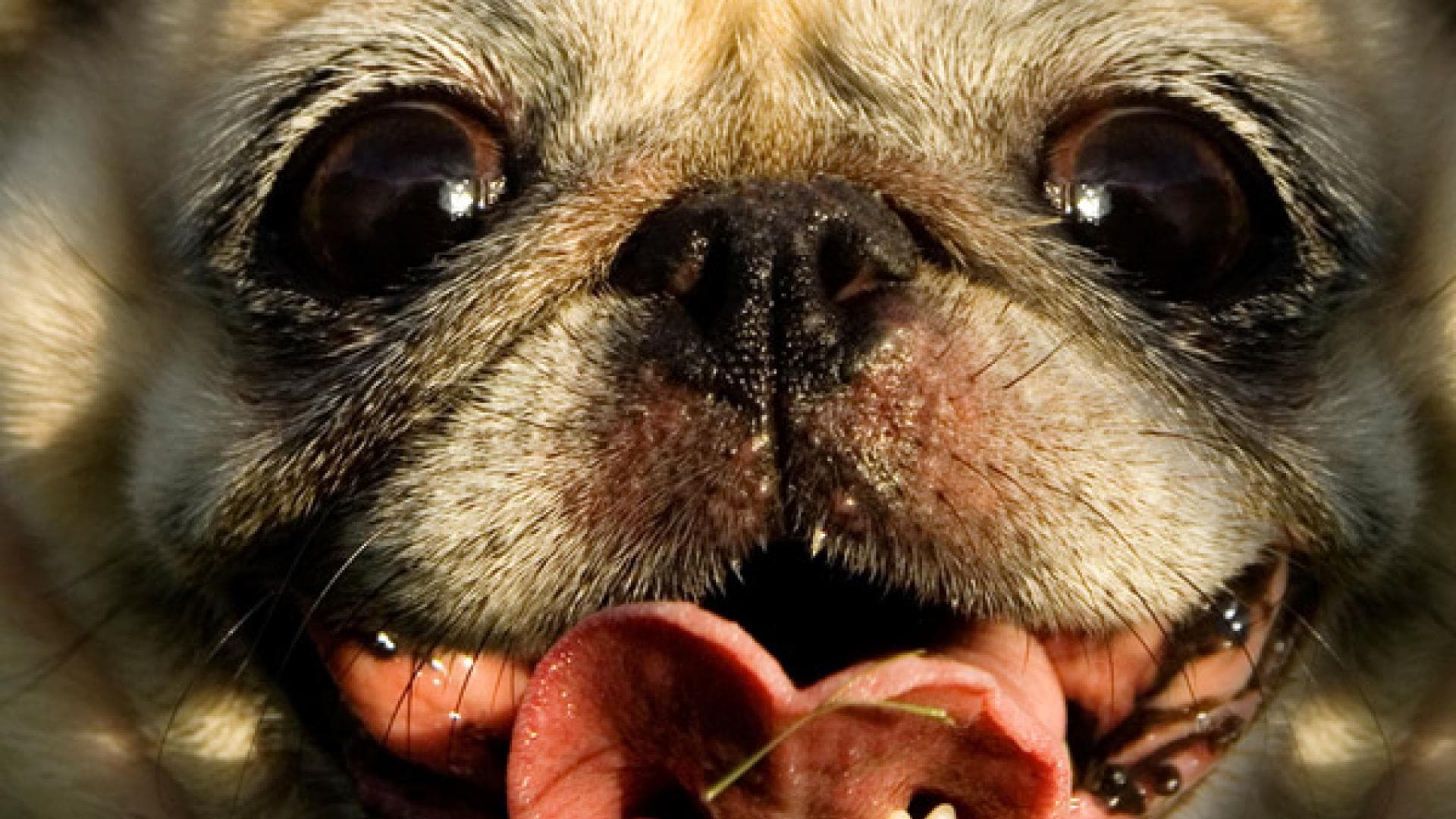 Kind Riecht Aus Dem Mund Er riecht aus dem Mund