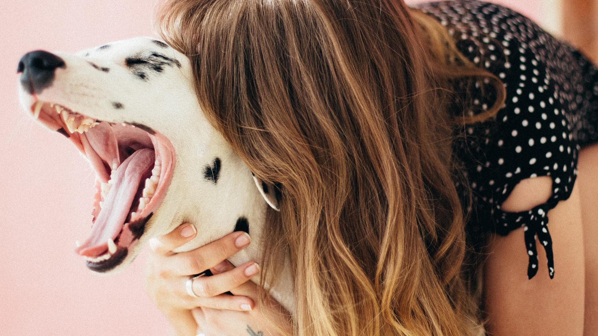 Sternzeichen Löwe Welcher Hund Passt Zu Mir