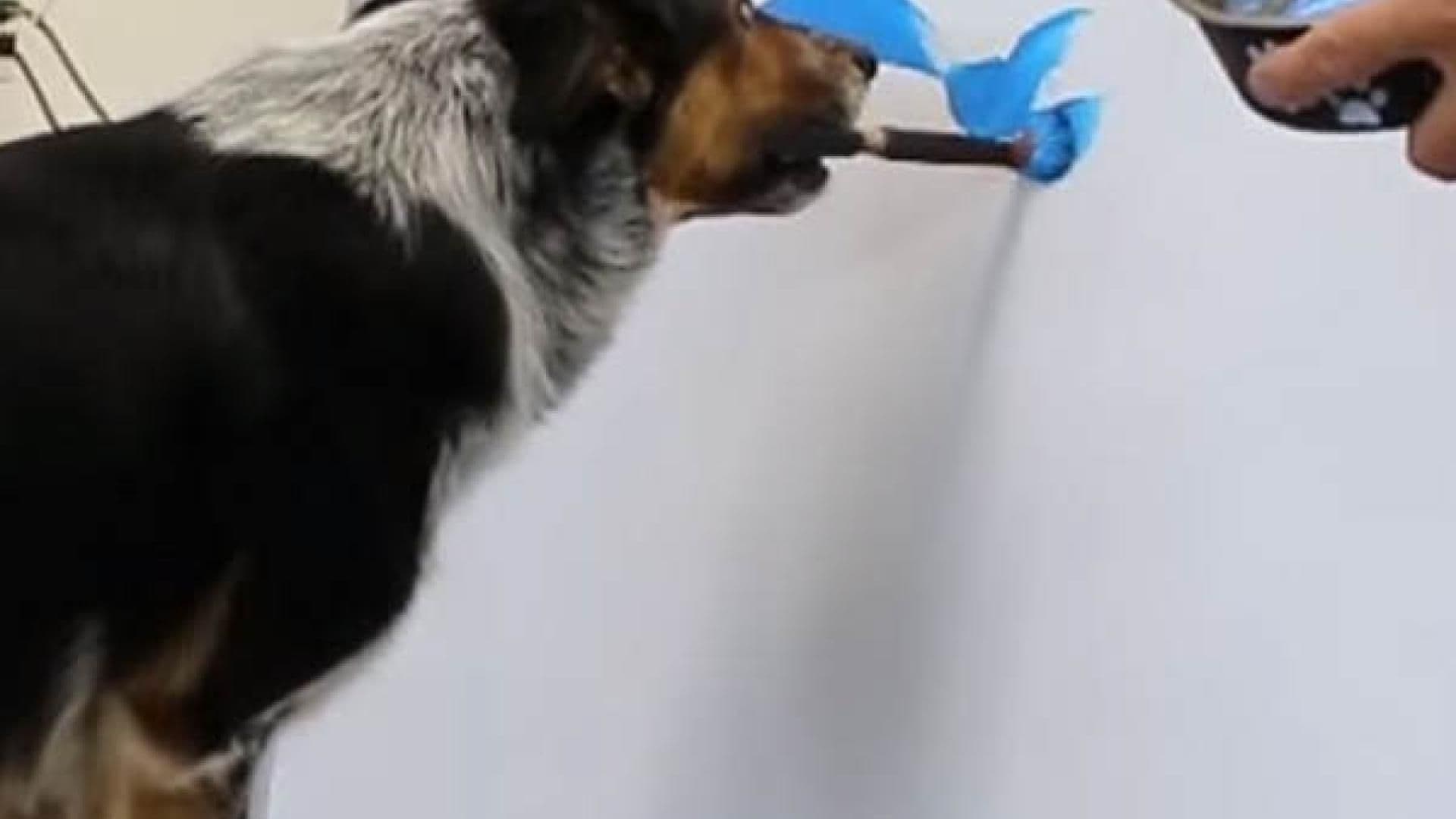 Dieser Hund kann malen
