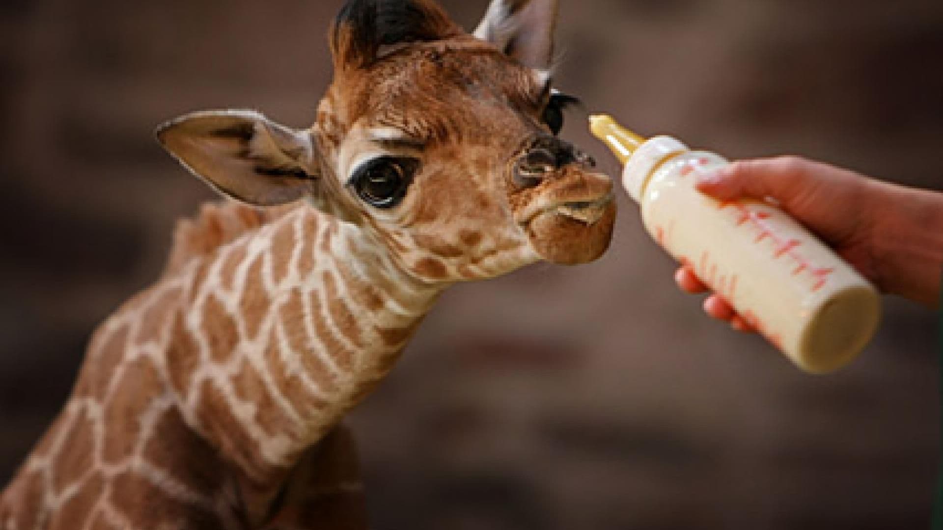 Kleines Giraffen-Junges