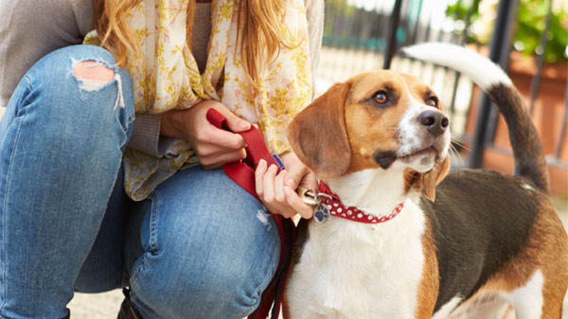 Den Hund der Nachbarn ausführen