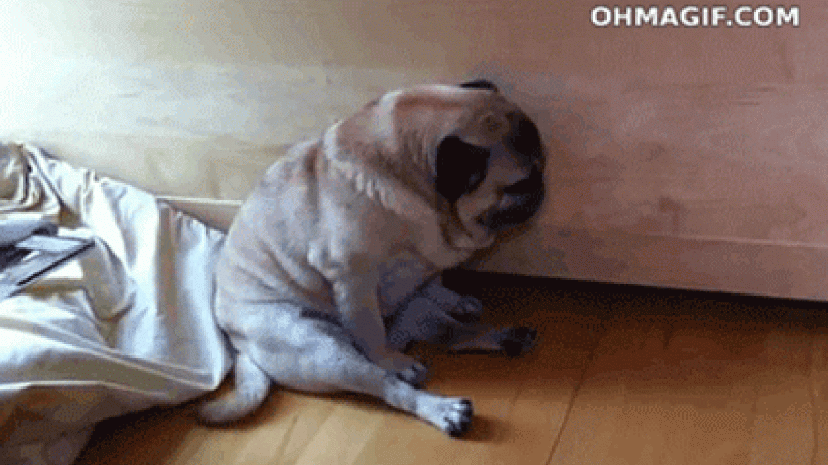 Dein Hund sollte sich nicht langweilen