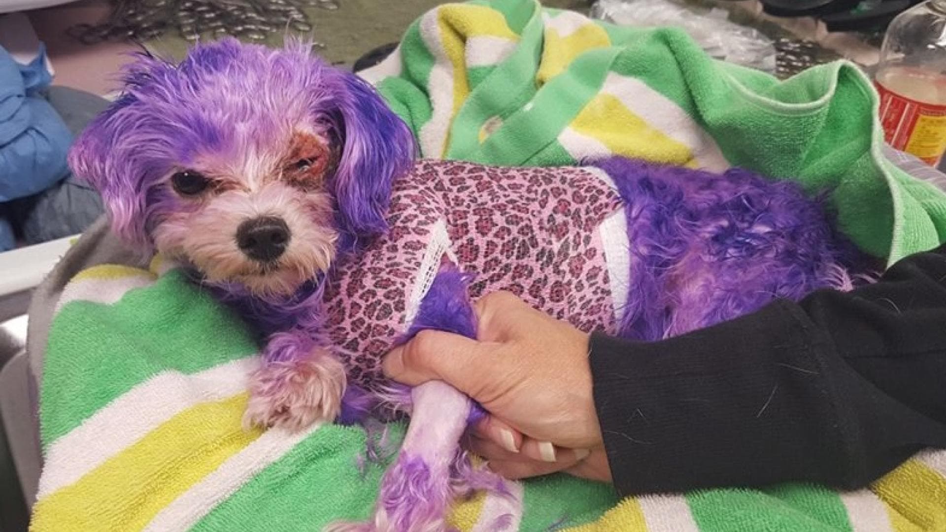 Besitzer färbt seinen Hund Lila