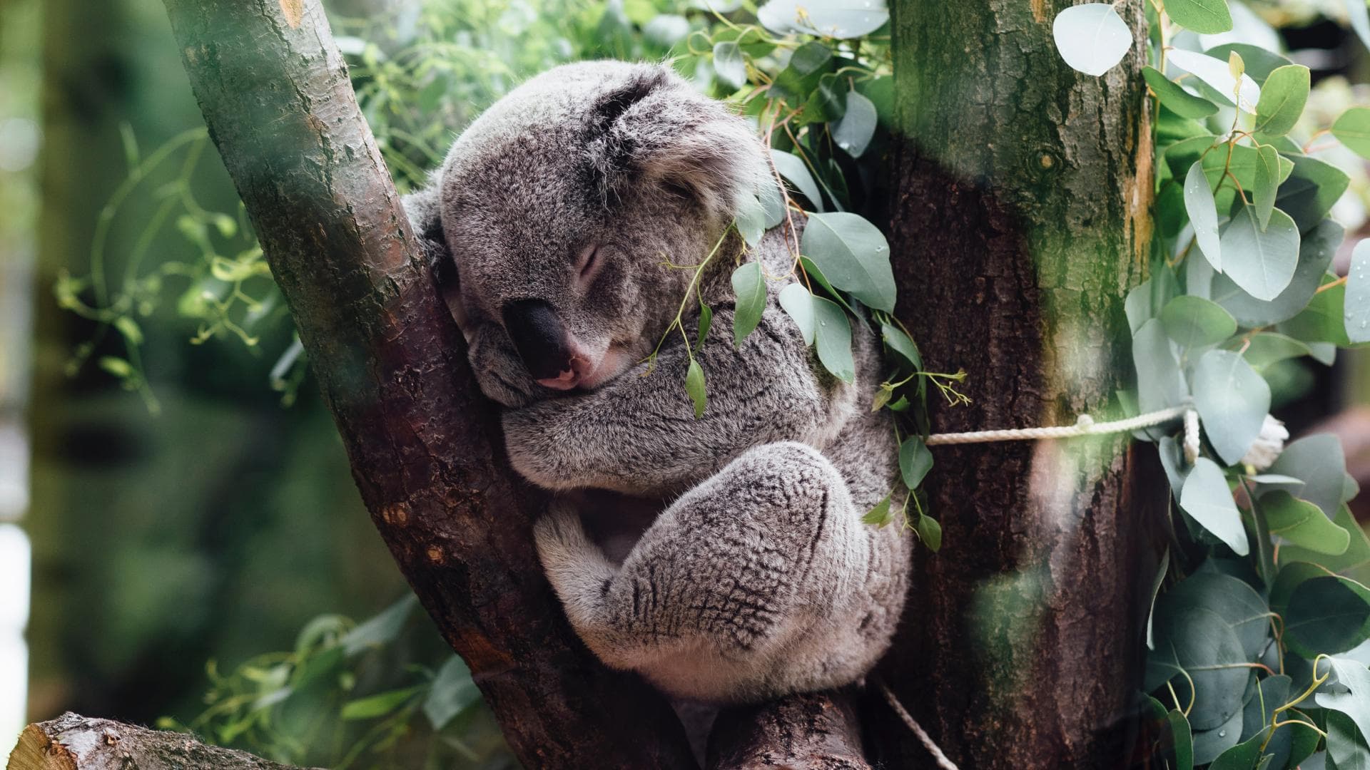 Koalas Die flauschigen Tiere sind quasi ausgestorben!