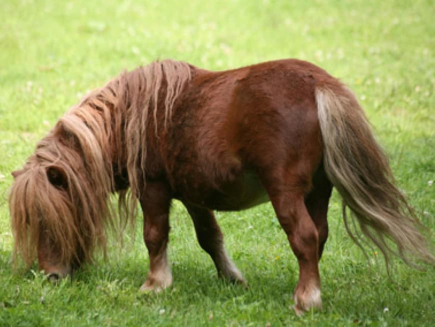 MiniShetty die kleinste Pferderasse der Welt